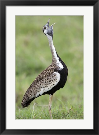 Framed Black-Bellied bustard (Lissotis Melanogaster) calling in a field, Ngorongoro Crater, Ngorongoro, Tanzania Print