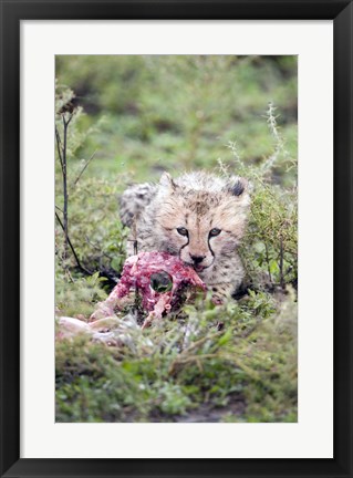 Framed Cheetah cub (Acinonyx jubatus) eating a dead animal, Ndutu, Ngorongoro, Tanzania Print