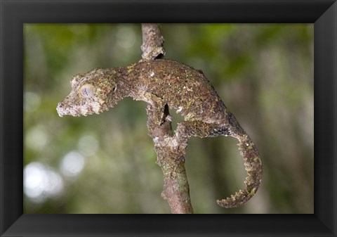 Framed Close-up of a Leaf-Tailed gecko (Uroplatus fimbriatus), Andasibe-Mantadia National Park, Madagascar Print