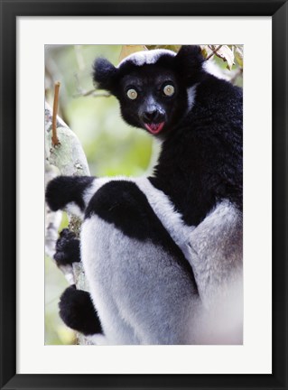 Framed Close-up of an Indri lemur (Indri indri), Andasibe-Mantadia National Park, Madagascar Print