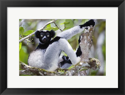 Framed Indri lemur (Indri indri) sitting on a tree, Andasibe-Mantadia National Park, Madagascar Print