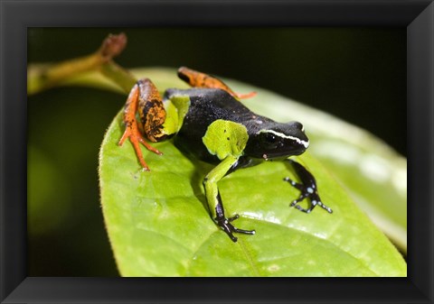 Framed Close-up of a Painted mantella (Mantella madagascarensis) frog, Madagascar Print