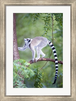 Framed Ring-Tailed lemur (Lemur catta) climbing a tree, Berenty, Madagascar Print