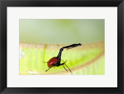 Framed Giraffe Weevil, Andasibe-Mantadia National Park, Madagascar Print