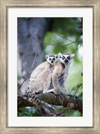 Framed Ring-Tailed lemur (Lemur catta) with its young one, Berenty, Madagascar Print