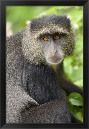 Framed Close-up of a Blue monkey (Cercopithecus mitis), Lake Manyara National Park, Tanzania Print