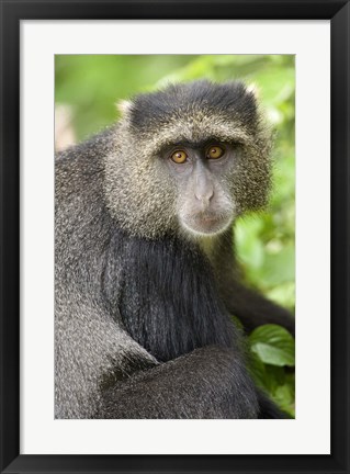 Framed Close-up of a Blue monkey (Cercopithecus mitis), Lake Manyara National Park, Tanzania Print