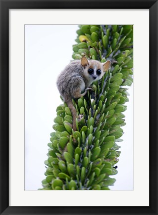 Framed Close-up of a Grey Mouse lemur (Microcebus murinus) on a tree, Berenty, Madagascar Print