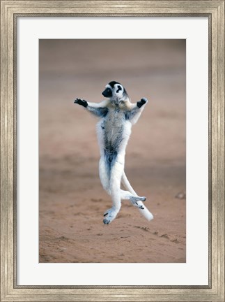 Framed Verreaux&#39;s sifaka dancing in a field, Berenty, Madagascar Print