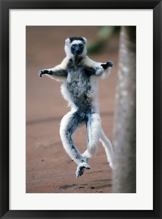 Framed Close up of Verreaux&#39;s sifaka Monkey dancing in a field, Berenty, Madagascar Print