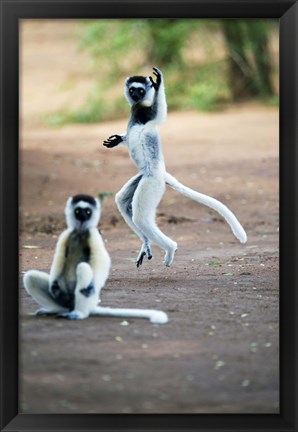 Framed Pair of Verreaux&#39;s sifaka in a field, Berenty, Madagascar Print