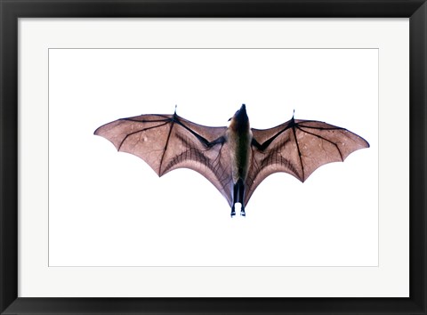 Framed Close-up of a Madagascan Flying fox (Pteropus rufus) bat, Berenty, Madagascar Print