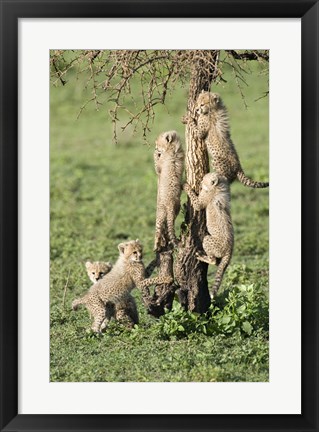 Framed Cheetah Cubs (Acinonyx jubatus), Ndutu, Ngorongoro, Tanzania Print