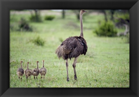 Framed Masai ostrich (Struthio camelus) with its chicks in a forest, Tarangire National Park, Tanzania Print