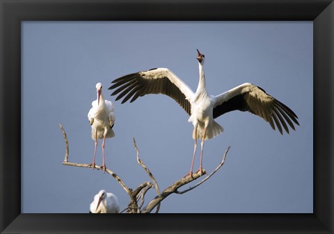 Framed Three White storks (Ciconia ciconia) perching on branches, Tarangire National Park, Tanzania Print