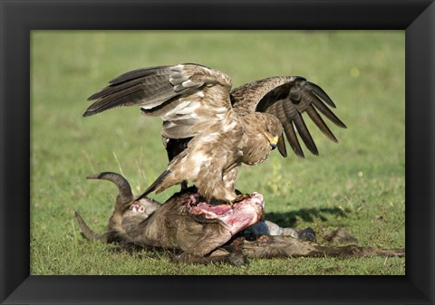 Framed Tawny eagle (Aquila rapax) eating a dead animal, Ndutu, Ngorongoro, Tanzania Print