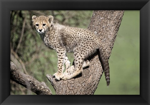 Framed Cheetah Cub on a Tree, Ndutu, Ngorongoro, Tanzania Print