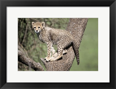 Framed Cheetah Cub on a Tree, Ndutu, Ngorongoro, Tanzania Print