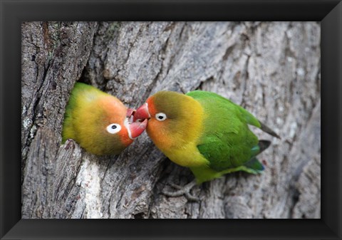 Framed Close-up of a pair of lovebirds, Ndutu, Ngorongoro, Tanzania Print