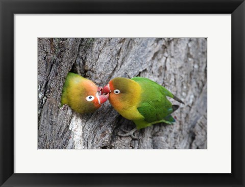 Framed Close-up of a pair of lovebirds, Ndutu, Ngorongoro, Tanzania Print