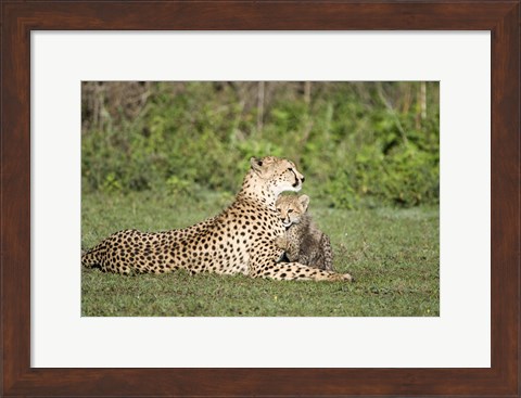 Framed Cheetah cub (Acinonyx jubatus) playing with its mother, Ndutu, Ngorongoro, Tanzania Print
