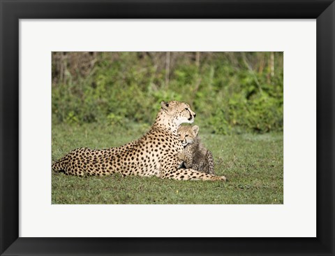 Framed Cheetah cub (Acinonyx jubatus) playing with its mother, Ndutu, Ngorongoro, Tanzania Print