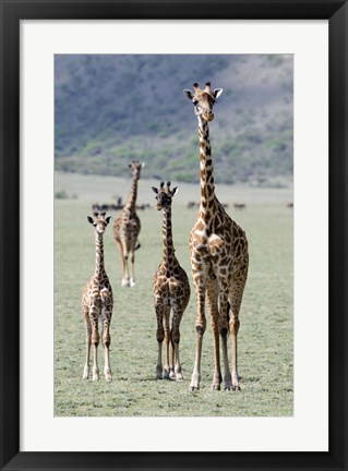 Framed Giraffes (Giraffa camelopardalis) standing in a forest, Lake Manyara, Tanzania Print