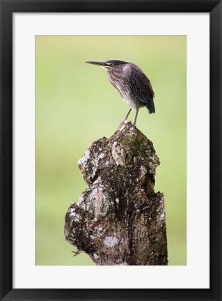 Framed Close-up of a Green heron (Butorides virescens), Cano Negro, Costa Rica Print