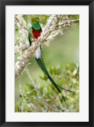 Framed Close-up of Resplendent quetzal (Pharomachrus mocinno) perching on a branch, Savegre, Costa Rica Print