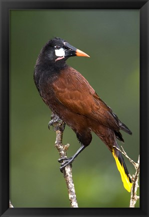 Framed Close-up of a Montezuma oropendola (Psarocolius montezuma) perching on a branch, Arenal Volcano, Costa Rica Print