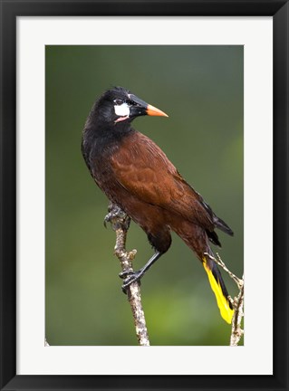 Framed Close-up of a Montezuma oropendola (Psarocolius montezuma) perching on a branch, Arenal Volcano, Costa Rica Print