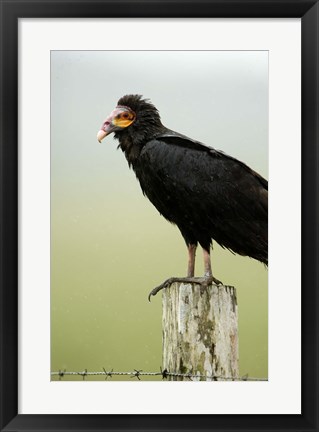 Framed Close-up of a Lesser Yellow-Headed vulture (Cathartes burrovianus) perching on wooden post, Cano Negro, Costa Rica Print