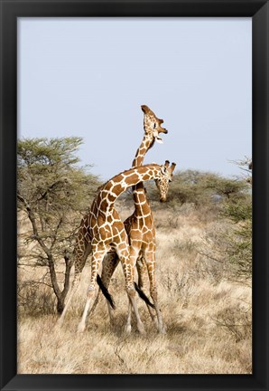 Framed Reticulated giraffes (Giraffa camelopardalis reticulata) necking in a field, Samburu National Park, Rift Valley Province, Kenya Print