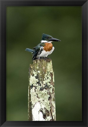 Framed Close-up of Amazon kingfisher (Chloroceryle amazona) perching on a wooden post, Cano Negro, Costa Rica Print