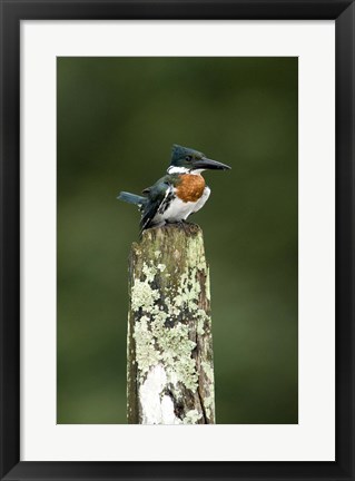 Framed Close-up of Amazon kingfisher (Chloroceryle amazona) perching on a wooden post, Cano Negro, Costa Rica Print