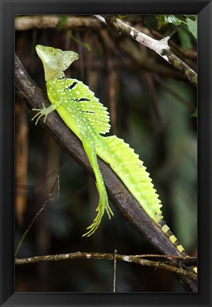 Framed Close-up of a Plumed basilisk (Basiliscus plumifrons), Costa Rica Print