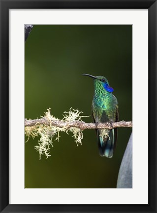 Framed Close-up of a Green Violetear hummingbird (Colibri thalassinus) perching on branch, Savegre, Costa Rica Print