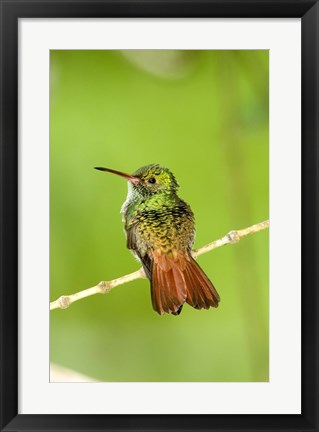 Framed Close-up of Rufous-Tailed hummingbird (Amazilia tzacatl) perching on a twig, Costa Rica Print