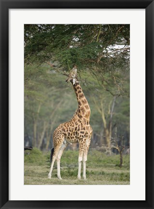 Framed Rothschild giraffe (Giraffa camelopardalis rothschildi) feeding on tree leaves, Lake Nakuru National Park, Kenya Print