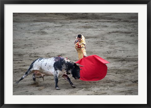 Framed Matador and a bull in a bullring, Lima, Peru Print