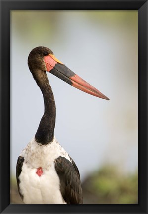 Framed Close-up of a Saddle Billed stork (Ephippiorhynchus Senegalensis) bird, Tarangire National Park, Tanzania Print