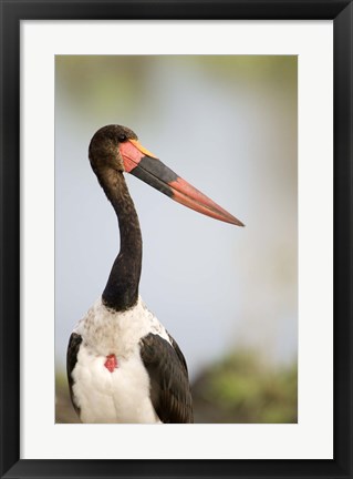 Framed Close-up of a Saddle Billed stork (Ephippiorhynchus Senegalensis) bird, Tarangire National Park, Tanzania Print