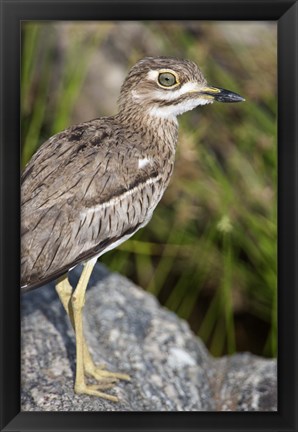 Framed Close-up of a Water Thick-Knee (Burhinus vermiculatus) bird on a rock, Tarangire National Park, Tanzania Print