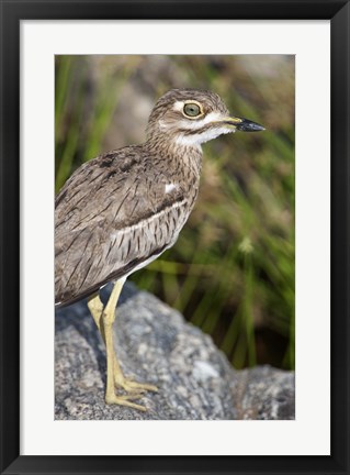 Framed Close-up of a Water Thick-Knee (Burhinus vermiculatus) bird on a rock, Tarangire National Park, Tanzania Print