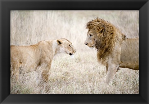 Framed Lion and a lioness (Panthera leo) standing face to face in a forest, Ngorongoro Crater, Ngorongoro, Tanzania Print