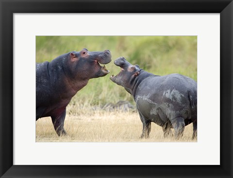 Framed Two hippopotamuses (Hippopotamus amphibius) sparring in a forest, Ngorongoro Crater, Ngorongoro, Tanzania Print