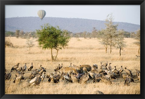 Framed Spotted hyenas (crocuta crocuta) and vultures squabbling over dead Hippopotamus (Hippopotamus amphibius), Serengeti, Tanzania Print