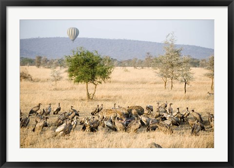 Framed Spotted hyenas (crocuta crocuta) and vultures squabbling over dead Hippopotamus (Hippopotamus amphibius), Serengeti, Tanzania Print