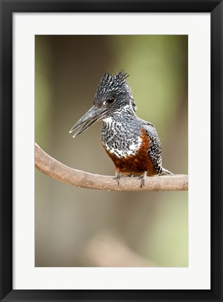 Framed Giant kingfisher (Megaceryle maxima) perching on a branch, Lake Manyara, Tanzania Print