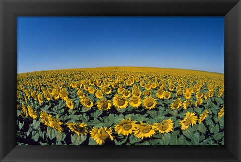 Framed Sunflowers (Helianthus annuus) in a field Print